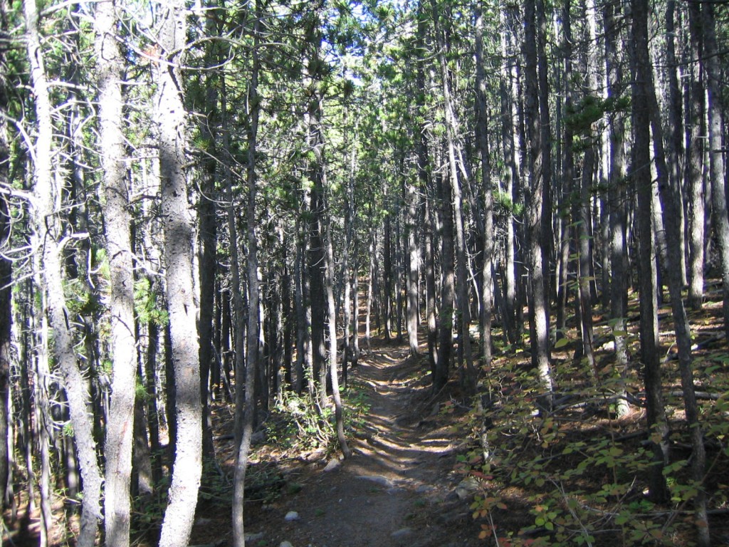 Trail through pines