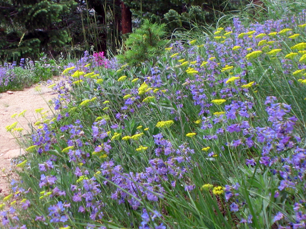 Penstemon mixed with yellow flowers