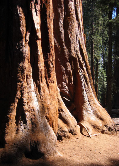 In shamanism, giant sequoias hold wisdom to be listened to.