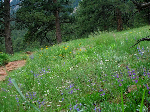 Wildflowers on hill