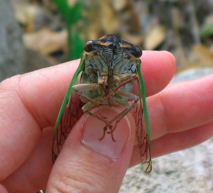 cicada-front