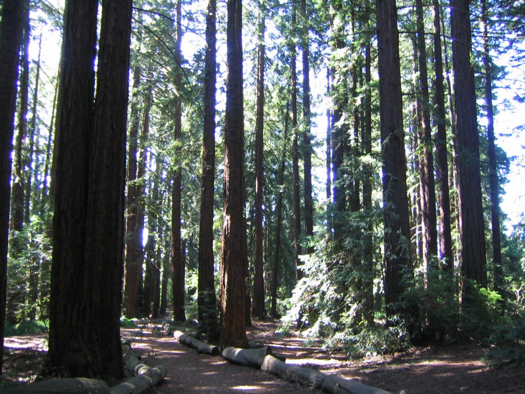 Big Trees Trail, Joaquin Miller Park