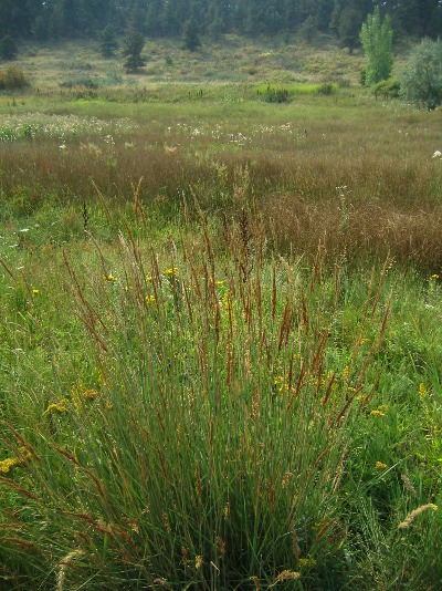 Indian grass