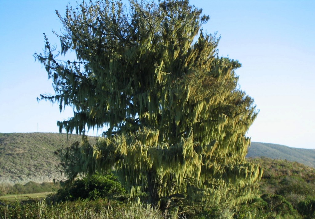 Moss-hung tree