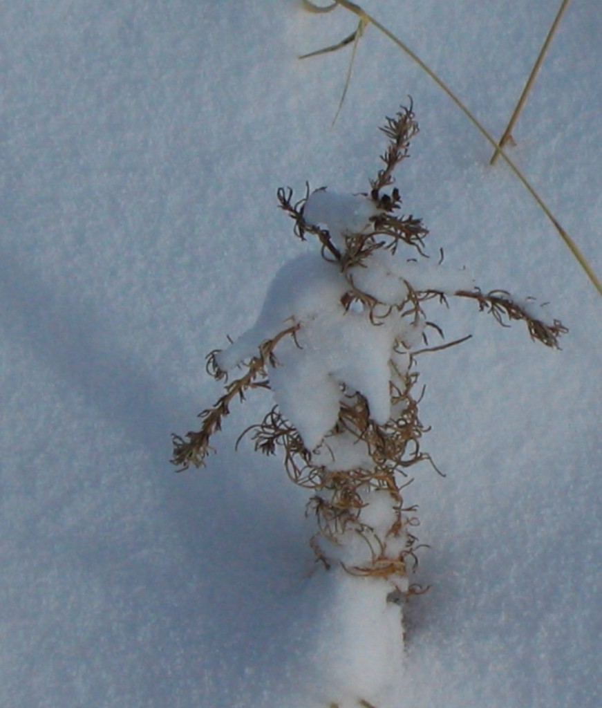 snowy stalk
