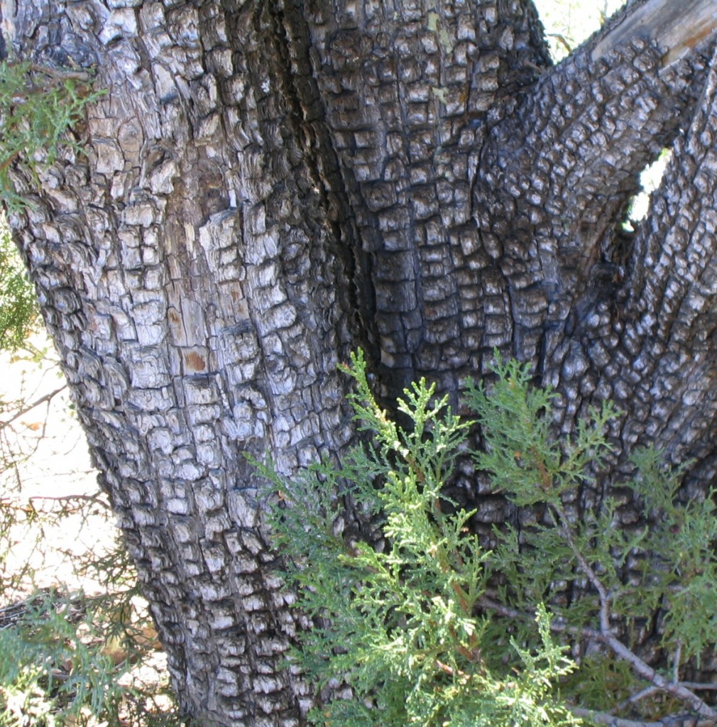 Alligator juniper trunk