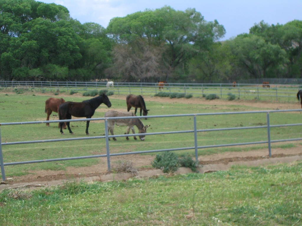 Chauncey Ranch horse pasture