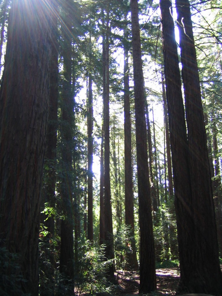 Sun peeking through tall redwoods in Joaquin Miller Park, Oakland, CA