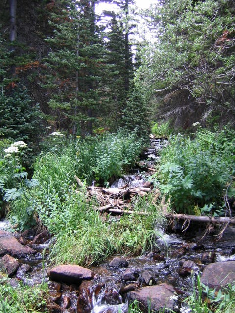 Rocky Mountain creek