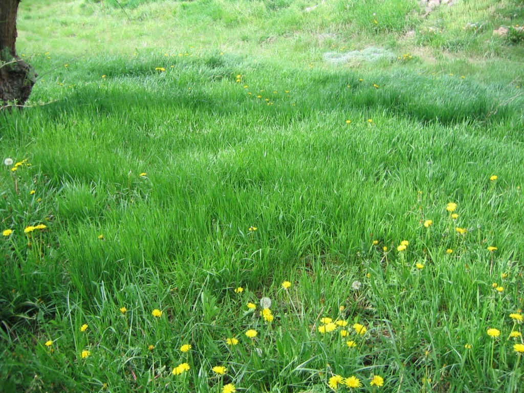 backyard grass