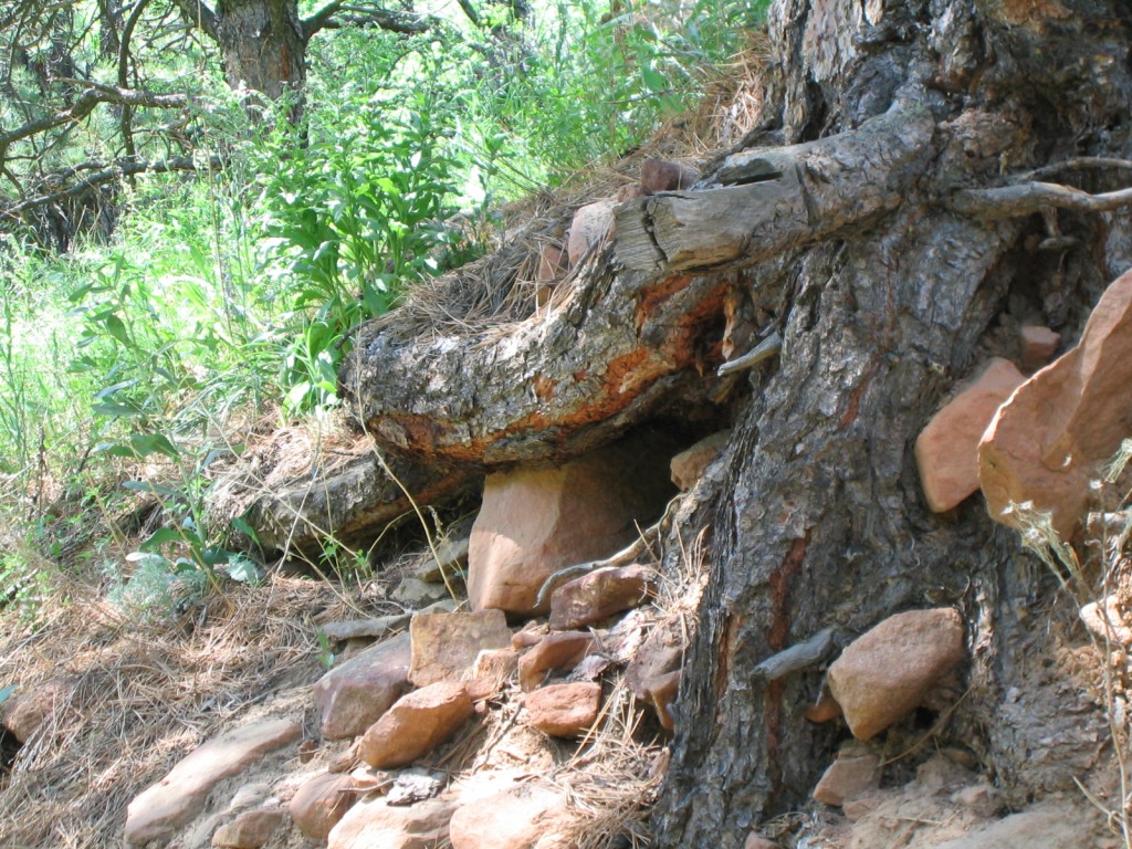 Tree roots and rocks