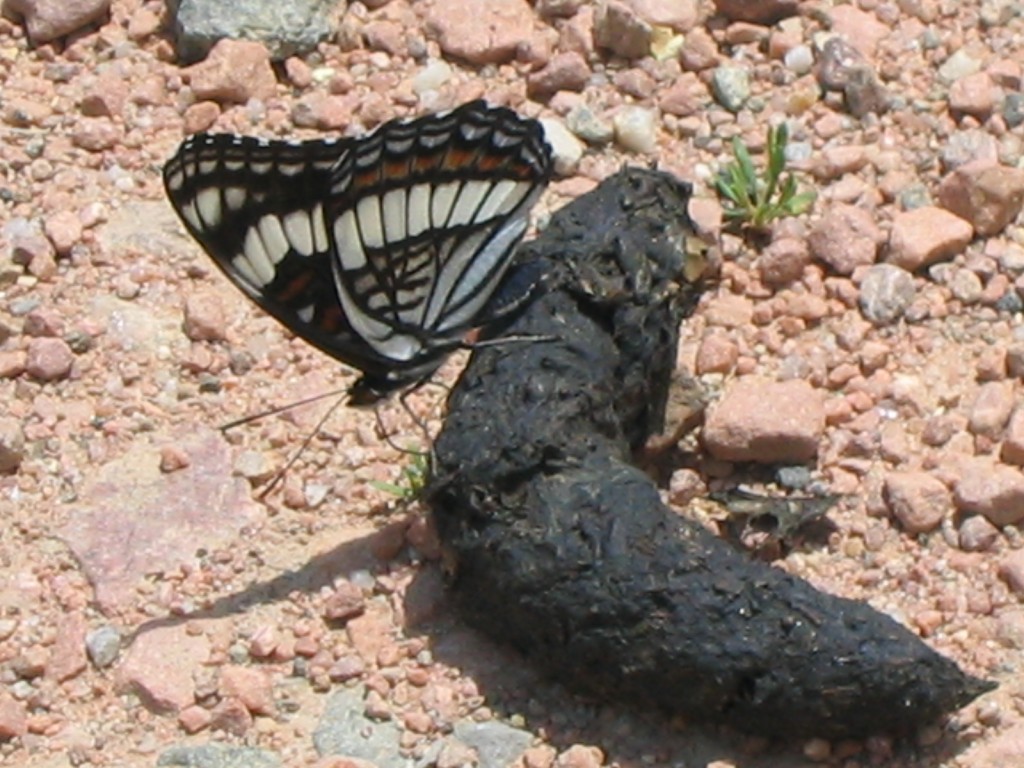 Western white admiral wings closed