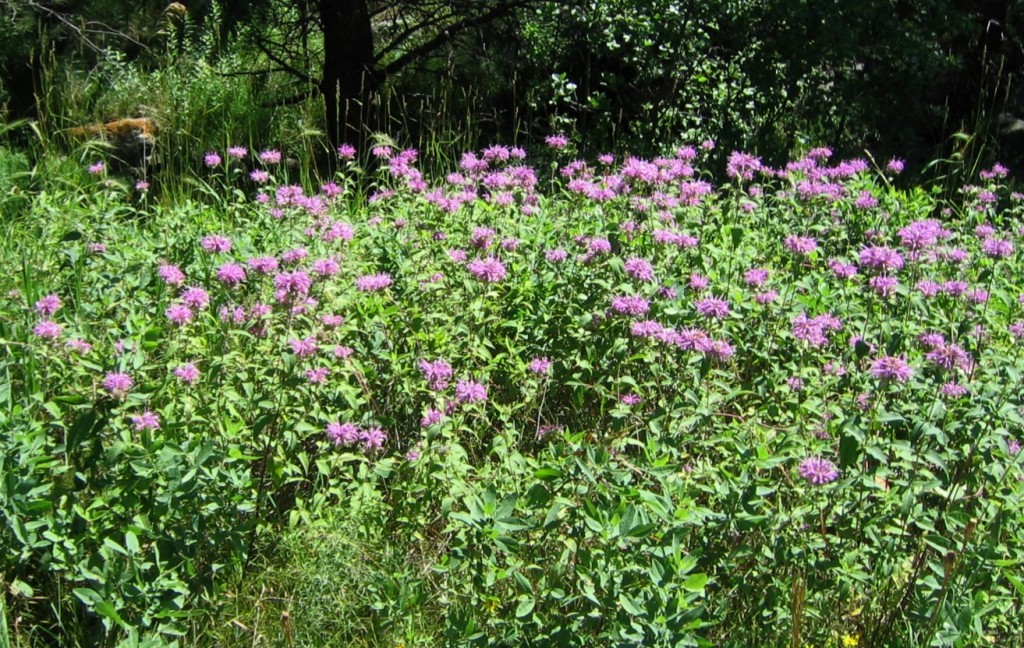 bee balm patch