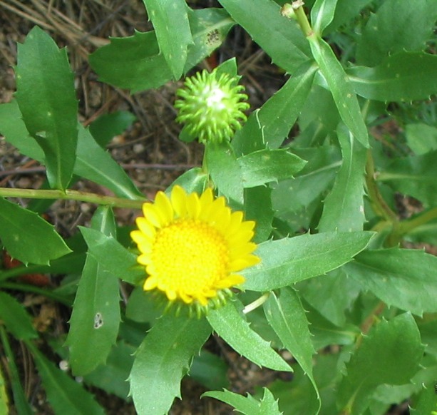 curly cup gumweed