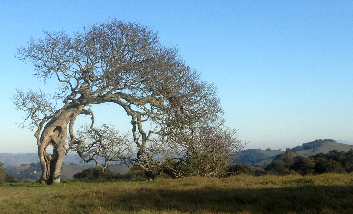 Bowing valley oak