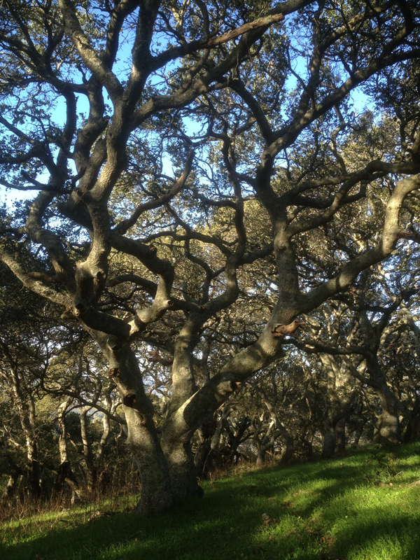 Gnarly oak