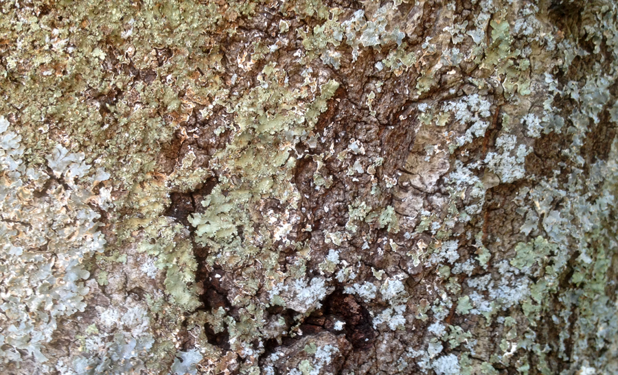 Oak lichen bark