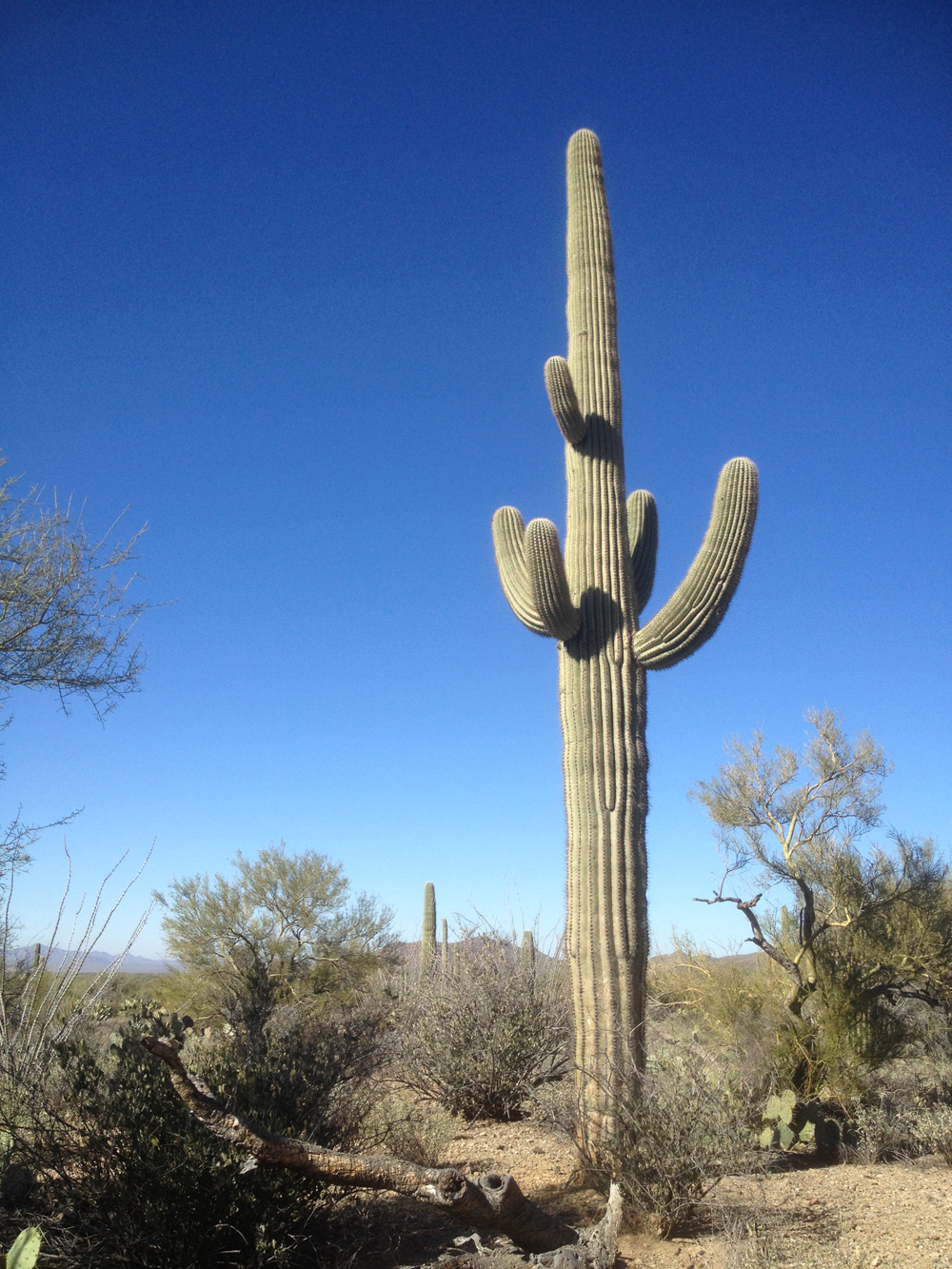 Saguaros whistle in the wind