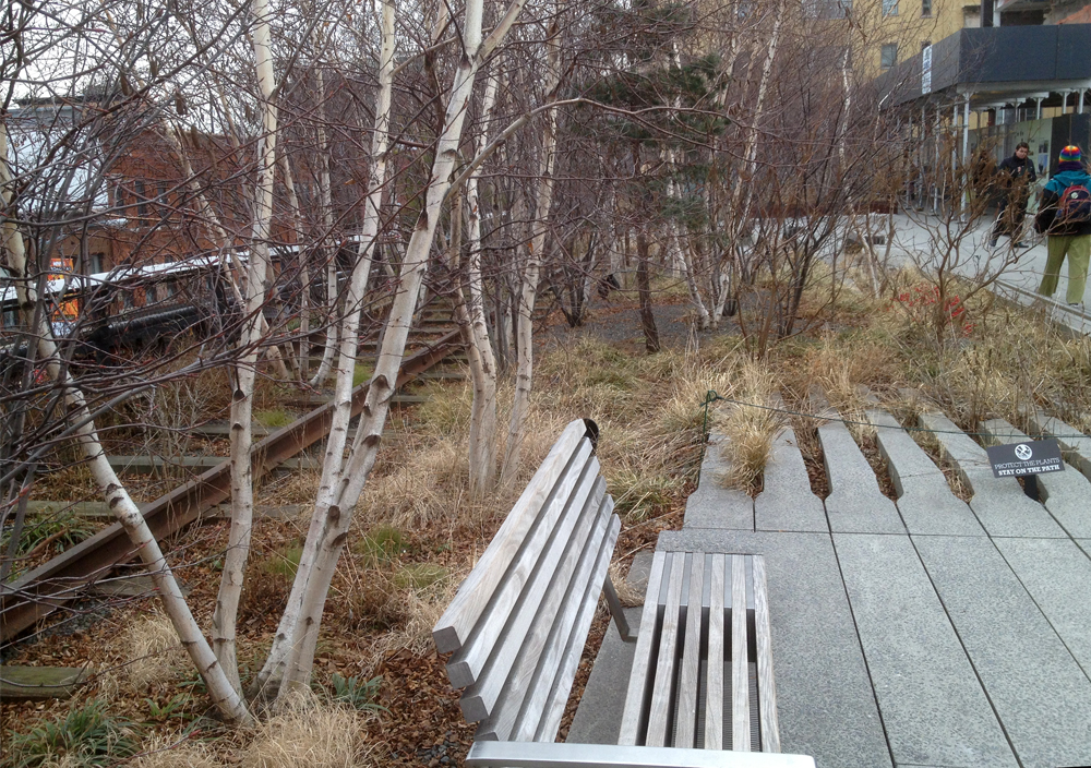 High Line park bench and birch trees
