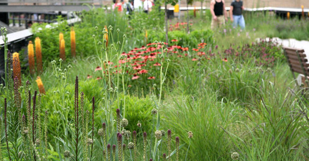 Summer flowers, from Friends of the High Line
