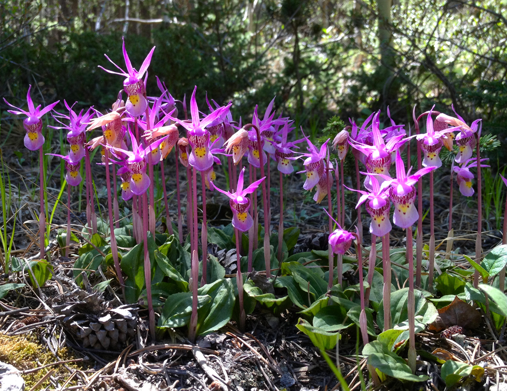 Calypso orchids in Nederland, CO