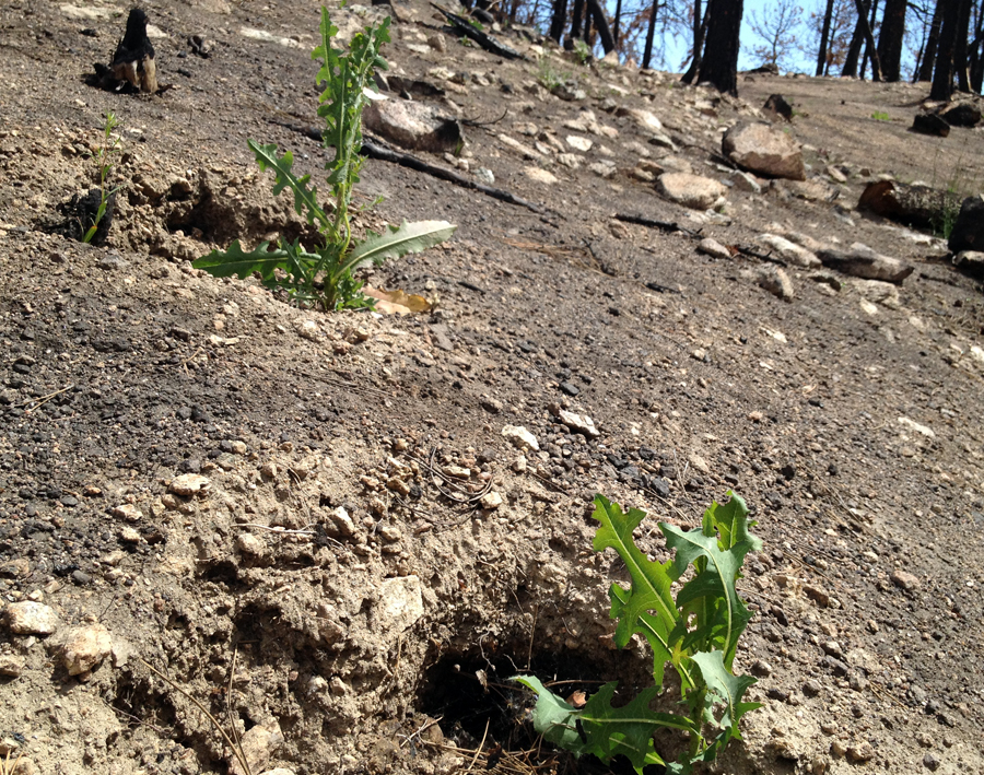 Even the roots of trees were vaporized in parts of the fire zone.