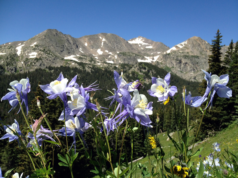 Columbine wildflowers against mountain peaks