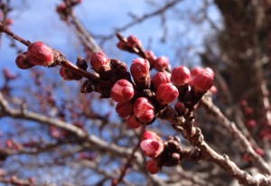 A gift of life in apricot buds