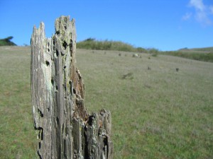 Rotting fencepost