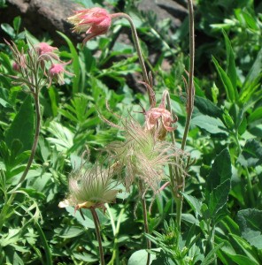 Prairie smoke also sends out fuzzy tendrils when it goes to seed
