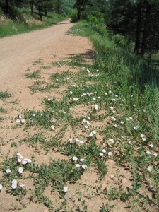 bindweed filling edge of a dirt road.JPG