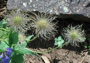 Pasqueflower turns fuzzy when it goes to seed
