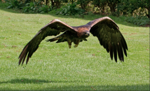 Golden Eagle by Tony Hisgett, Flickr Creative Commons License