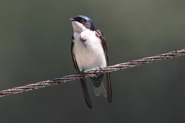 Blue-and-white swallow (c) Paul Gale Bird Photography. Used by permission.