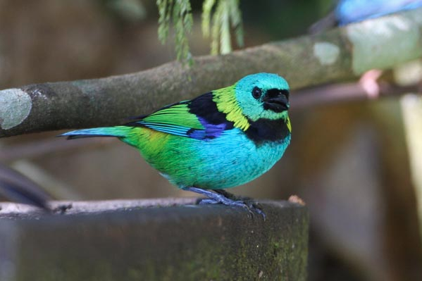 Green-headed tanager (c) Paul Gale Bird Photography. Used by permission.