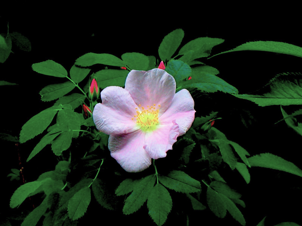 Delicate pink wild rose blossom among green leaves