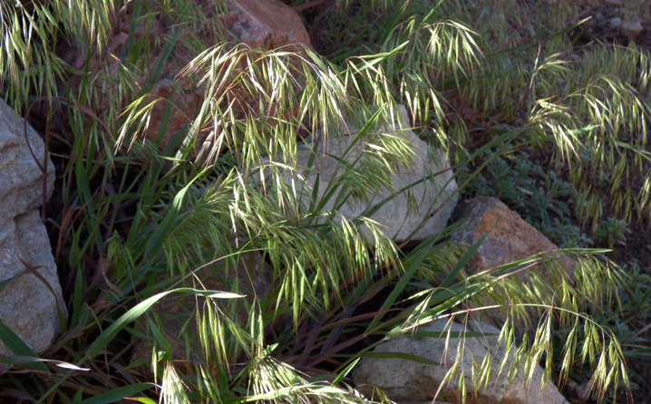 cheatgrass among rocks