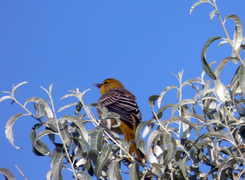 female oriole in olive tree 7-18-14