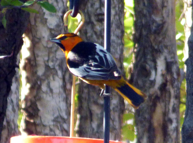 oriole at feeder