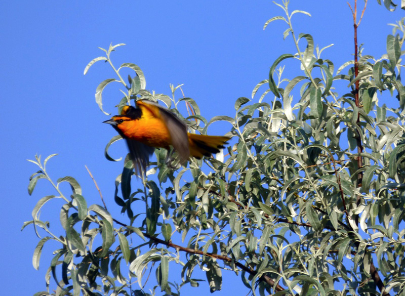 male oriole in olive tree 7-18-14