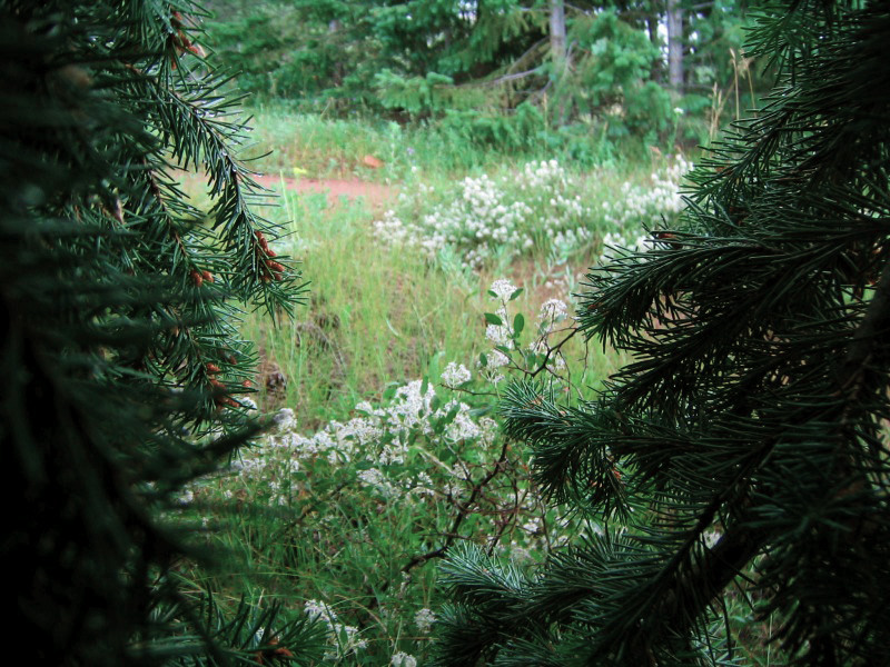 Peering out at the wildflower-covered trail from behind pine branches